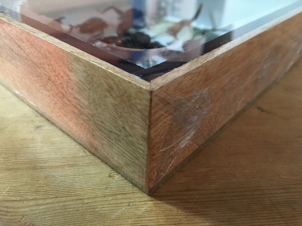 Αράχνες, σκόροι, σκαθάρια και μακρόκωλα σκαθάρια. (κλπ) Βάση ταρίχευσης ολόκληρου σώματος - Palamnaeus (etc) - 15 cm - 15 cm - 4 cm - Είδη που δεν ανήκουν στο CITES - 1 #3.2