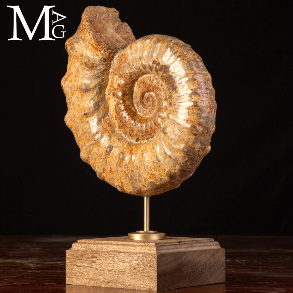 Euaspidoceras sp. 菊石 Euaspidoceras 属，具有独特的缝合线图案——化石碎片 - 高度: 300 mm - 宽度: 200 mm- 3266 g #3.2