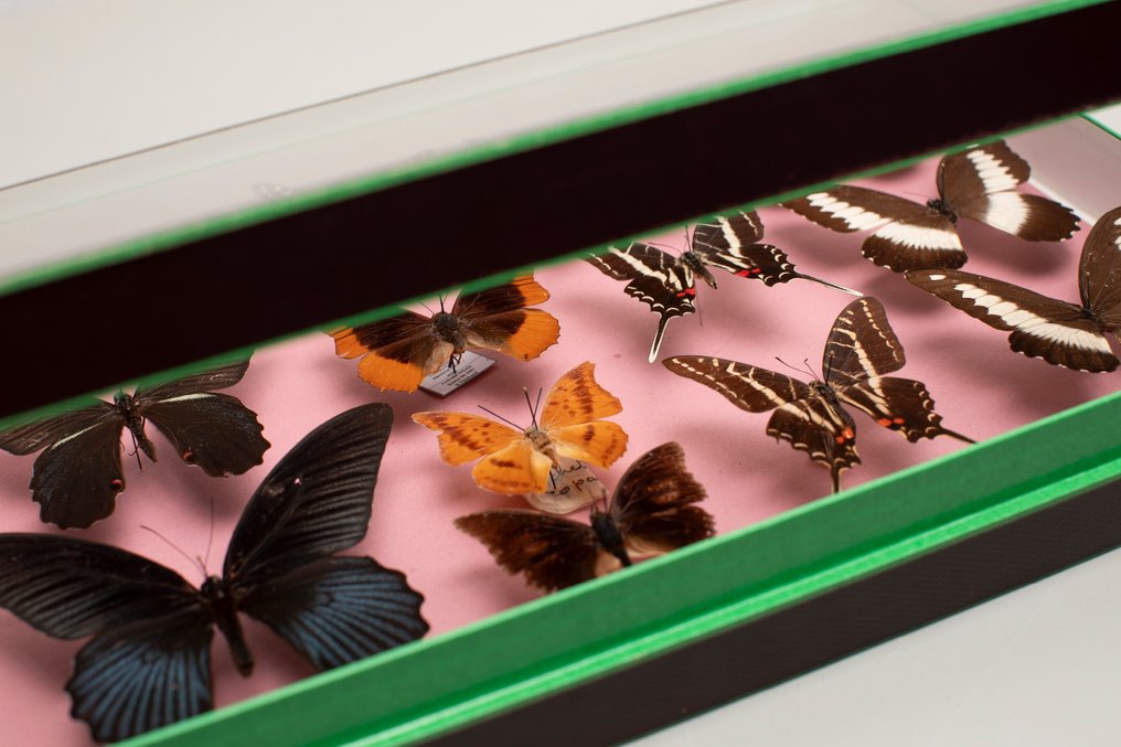 世界混合蝴蝶 - 收藏 - 昆虫学 #2 標本全身支架 - Papilio, Memnon, Euritydes, Charaxes - 6 cm - 40 cm - 26 cm - 非《瀕臨絕種野生動植物國際貿易公約》物種 #2.1