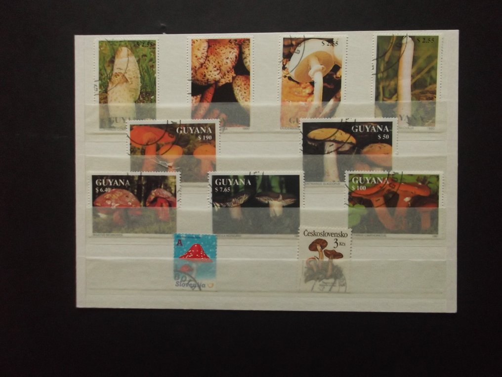 世界  - 动物主题收藏根据描述 #1.0