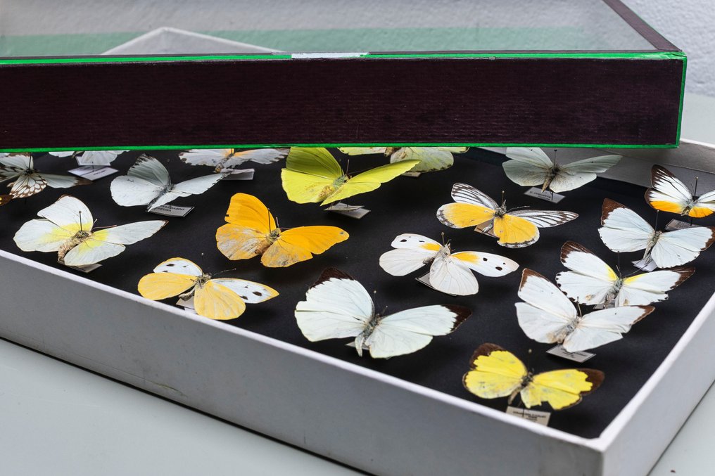 Συλλογή Πεταλούδων - Εντομολογία - σε γυάλινο πλαίσιο. Βάση ταρίχευσης ολόκληρου σώματος - Nymphalidae Papilionidae Pieridae - 6 cm - 40 cm - 26 cm - Είδη που δεν ανήκουν στο CITES #2.1