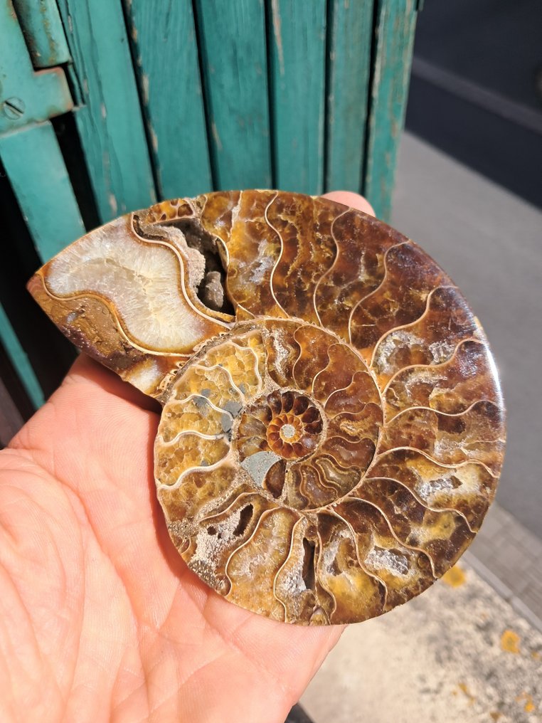 斑彩螺 - 动物化石 - Aioloceras (Cleoniceras) sp. - 12 cm - 8.5 cm  (没有保留价) #1.0