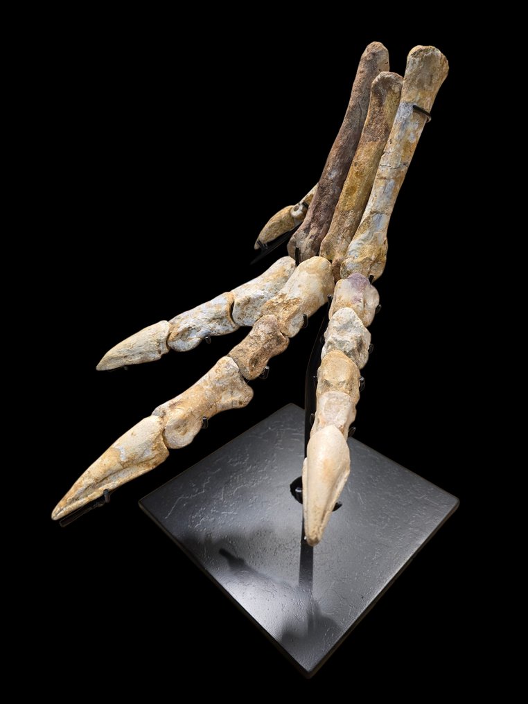Foot of Spinosaurus - Fossil skeleton - Dinosauro - 39 cm - 32 cm #1.0