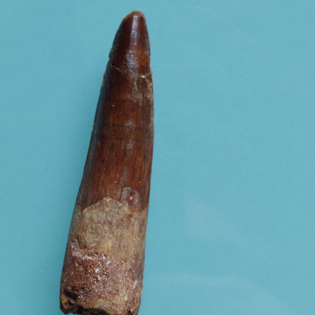 Dinosaur - Fossil tooth - Spinosaurus aegyptiacus - 78 mm - 20 mm #2.1