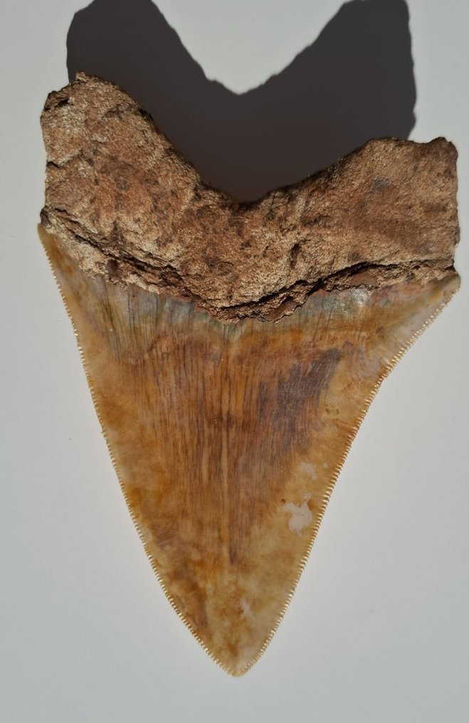 Megalodon - Fossil tand - Otodus Megalodon - 4.71 in - 3.16 in #1.0