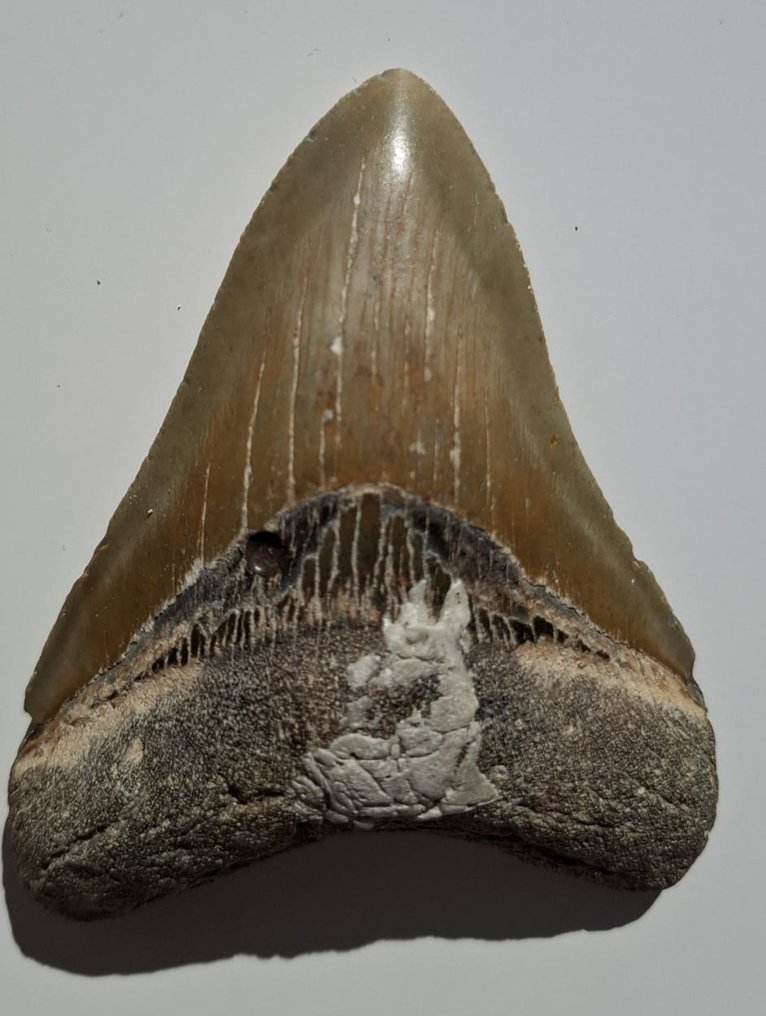 Megalodon - Dente fóssil - Otodus Megalodon - 4.04 in - 3.13 in #3.2