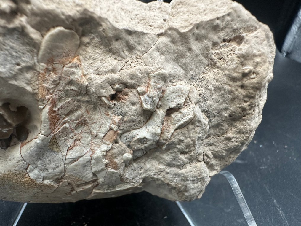 Crânio fóssil - Merycoidodontidae skull - 12 cm - 7 cm #4.3