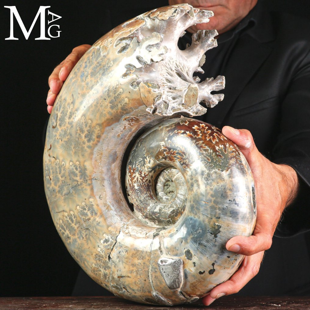 Een schitterend exemplaar van Lytoceras fimbriatum Fossiel fragment - Lytoceras Fimbriatum fossiele ammoniet - Hoogte: 350 mm - Breedte: 300 mm- 12156 g #1.0