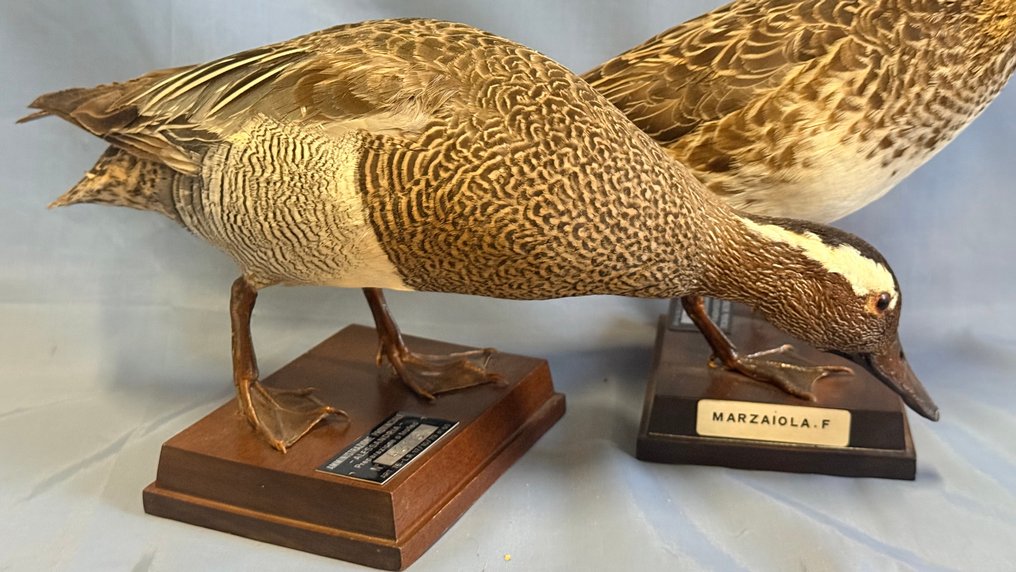Marzaiola Taxidermie montură corp întreg - Spatula querquedula (with proof of legal origin) - 19 cm - 5 cm - 32 cm - Speciile Non-CITES #1.0