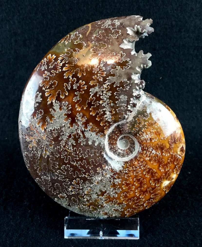 Ammonite - Απολιθωμένο ζώο - Aioloceras (Cleoniceras) besairiei (Collignon 1949) - 11.3 cm - 9.4 cm #4.3