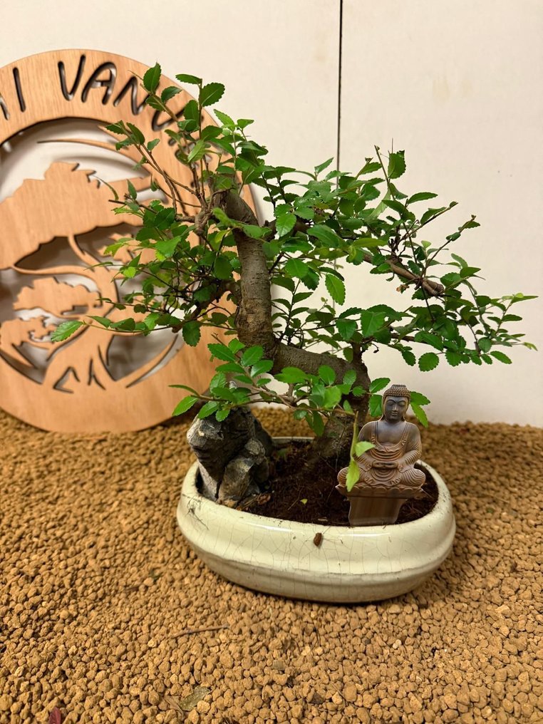 Ιαπωνική φτελιά μπονσάι (Τζέλοβα) - Ύψος (Δέντρο): 25 cm - Βάθος (Δέντρο): 25 cm - Βέλγιο #1.0