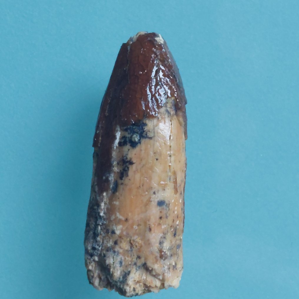 稀有的牙齿，来自Rebbachisaurus，28毫米 - 牙齿化石 - 30 mm - 12 mm  (没有保留价) #2.1