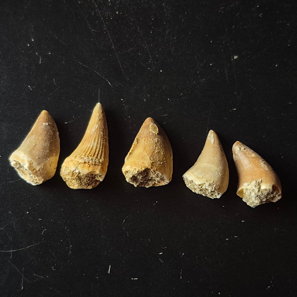 Dinosaur Tooth - Mosasaurus - 12 cm - 12 cm - 5 cm -  (5) #4.3