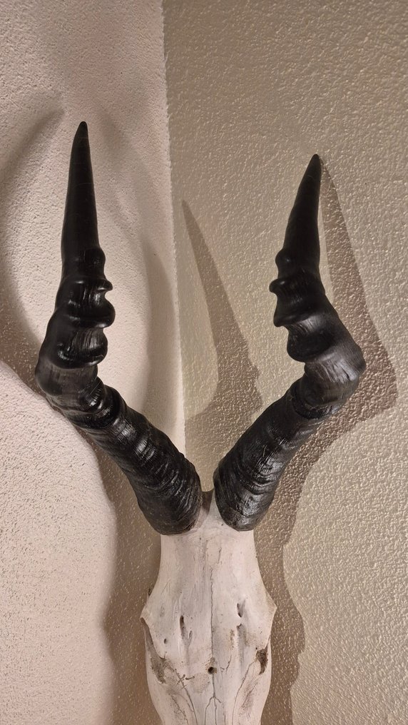Bubale caama Ścienny eksponat taksydermiczny - Alcelaphus bubalus caama - grand et superbe trophée - ENVOI GRATUIT dans l'UE  !!! - 80 cm - 28 cm - 25 cm - Gatunki inne niż CITES #4.3
