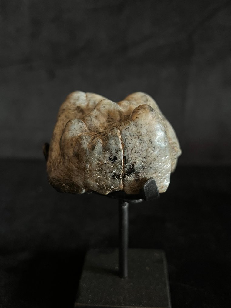 Ιπποπόταμος - Απολιθωμένο δόντι - Hexaprotodon - 4.5 cm - 4.5 cm  (χωρίς τιμή ασφαλείας) #1.0