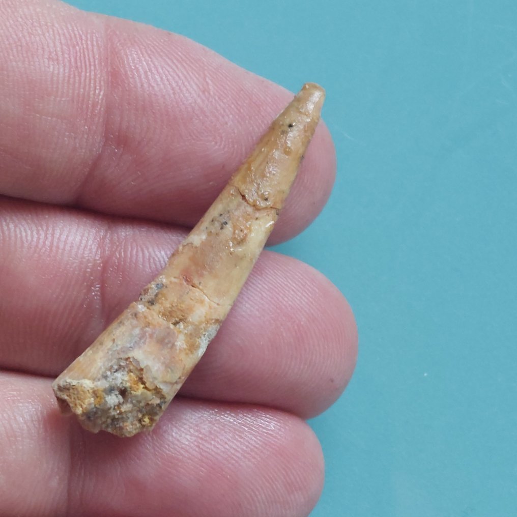 翼龍 - 牙齒化石 - 48 mm - 12 mm  (沒有保留價) #1.0