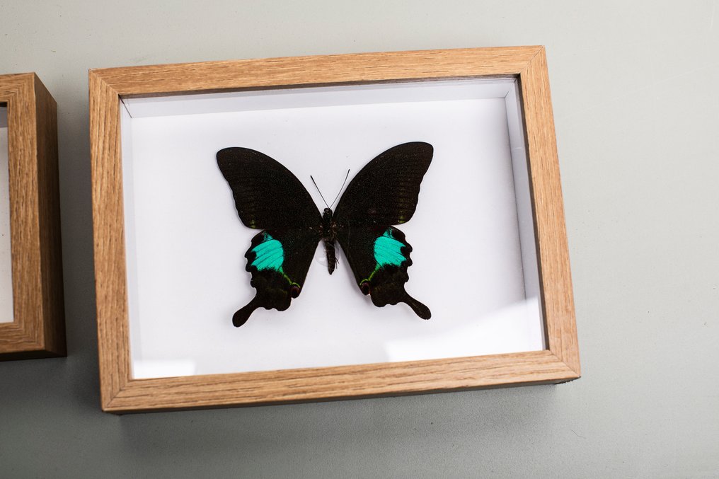 两个小蝴蝶框架 - 昆虫学 - 真实 动物标本剥制全身支架 - Papilio Paris, Hypolimnas Pandarus - 6 cm - 15 cm - 10 cm - 非《濒危物种公约》物种 #2.1