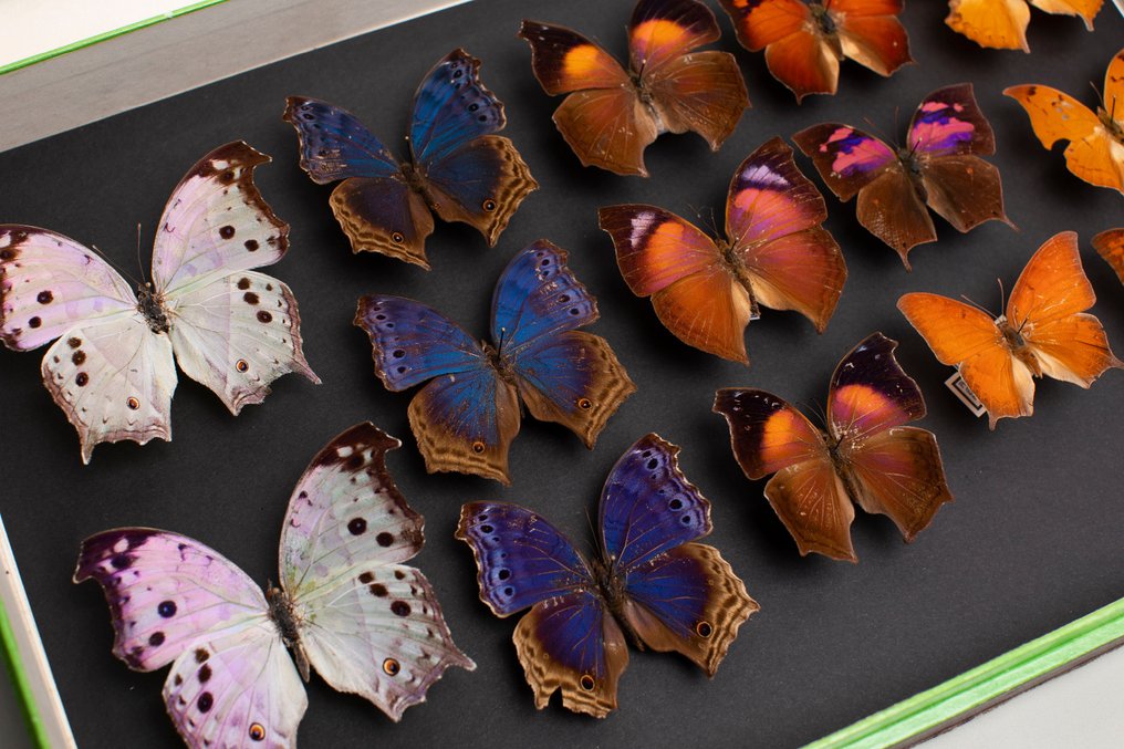 Sjælden sommerfuglesamling af Nymphalidae - Entomologi Taksidermi fuld kropsmontering - Protogoniomorpha, Salamis Temora, Anteva, Fountainea nessus, Zaretis - 6 cm - 40 cm - 26 cm - Ikke-CITES arter #1.0