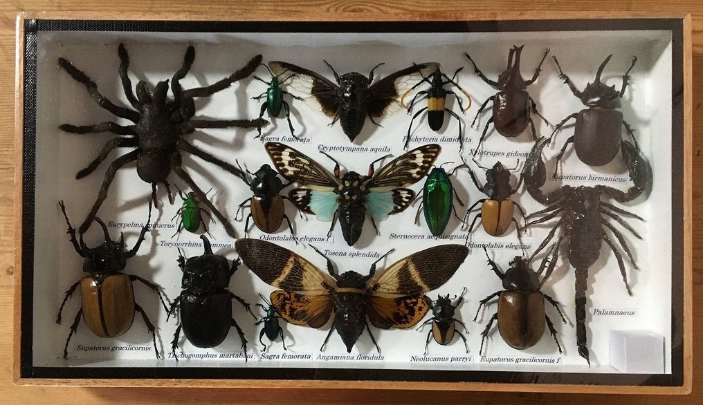 蜘蛛、蝎子、蝉、甲虫和锹甲（等等） 动物标本剥制全身支架 - Eurypeima spinicrus (etc) - 20 cm - 35 cm - 4 cm - 非《濒危物种公约》物种 - 1 #1.0