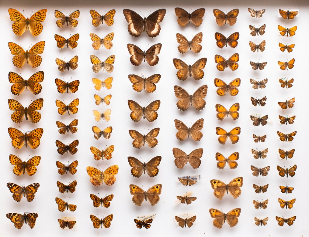 欧洲的蝴蝶 - 稀有古董昆虫学收藏 动物标本剥制全身支架 - Satyrinae, Nymphalidae, Hesperiidae - 8 cm - 50 cm - 40 cm - 非《濒危物种公约》物种 #1.0