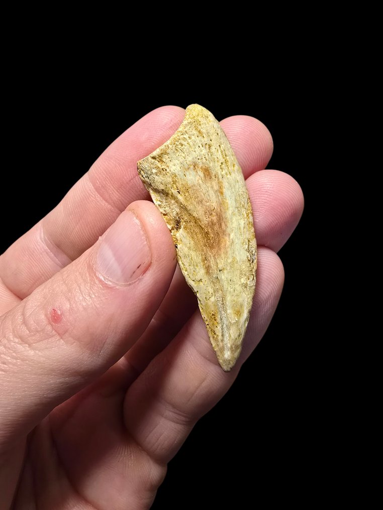 Foot of Spinosaurus - Fossil skeleton - Dinosauro - 39 cm - 32 cm #3.2