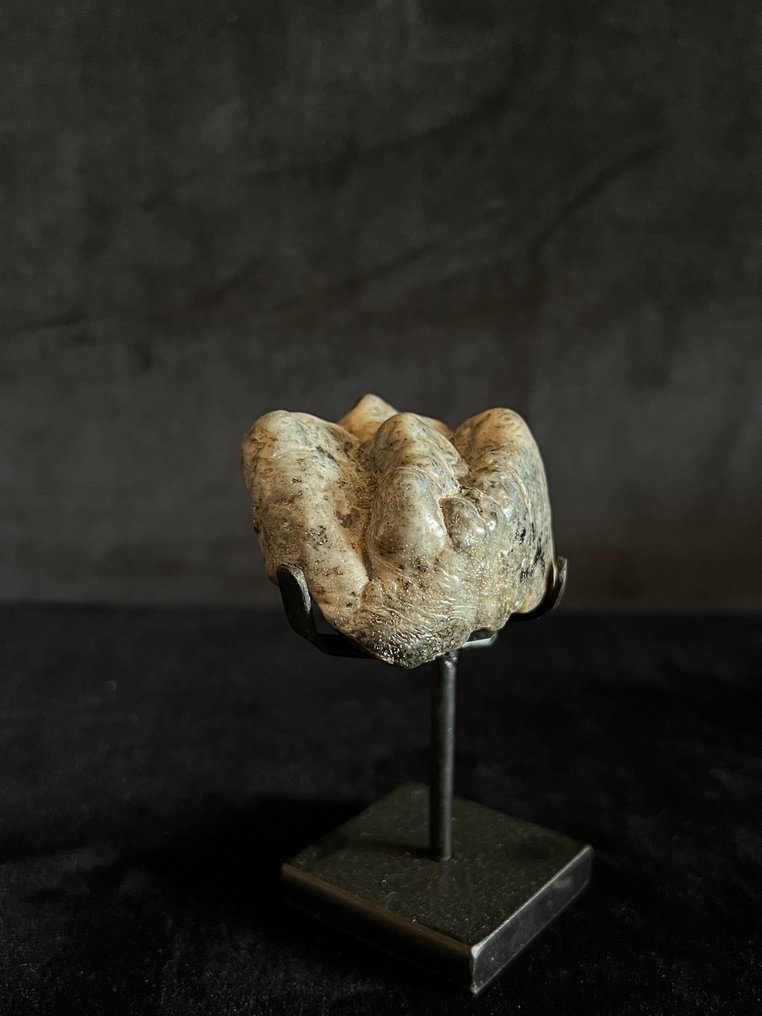 Ιπποπόταμος - Απολιθωμένο δόντι - Hexaprotodon - 4.5 cm - 4.5 cm  (χωρίς τιμή ασφαλείας) #3.2