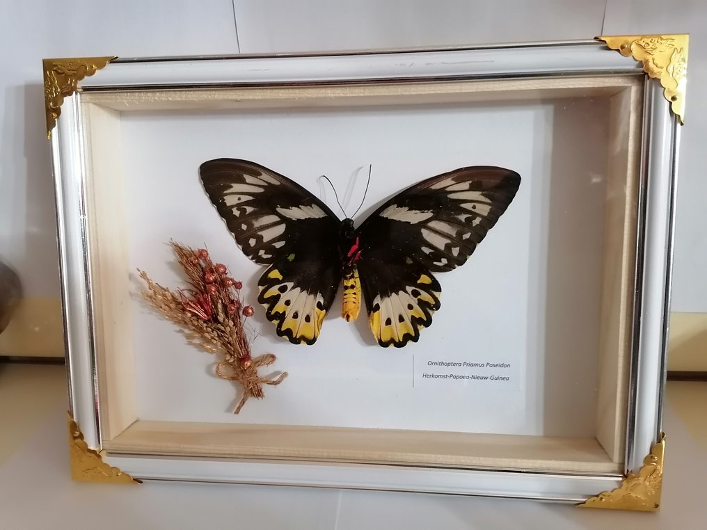 Πεταλούδα Επιτοίχια βάση ταρίχευσης - Ornithoptera Priamus Poseidon - 20 cm - 25 cm - 4 cm - Παράρτημα ΙΙ του  CITES - Παράρτημα Β στην ΕΕ #2.1