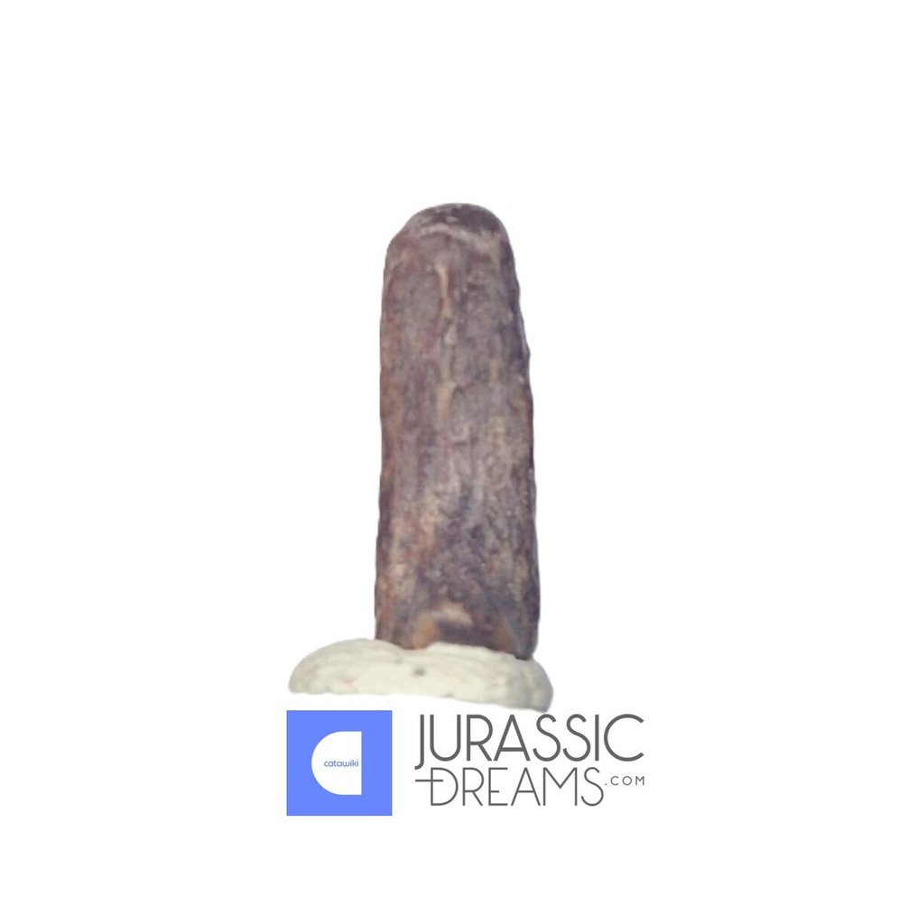 Fossilised claw - Top Rare Potencial Ornithocheirid Pterosaur Claw - Lower Cretaceous  Elrhaz Fm  (No reserve price) #4.3