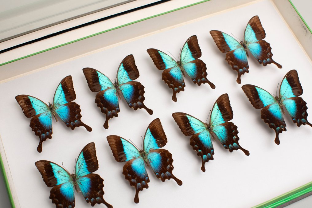 Συλλογή πεταλούδων Papilio σε πλαίσιο από γυαλί - Εντομολογία. Βάση ταρίχευσης ολόκληρου σώματος - Papilio Pericles - 6 cm - 40 cm - 26 cm - Είδη που δεν ανήκουν στο CITES #2.1