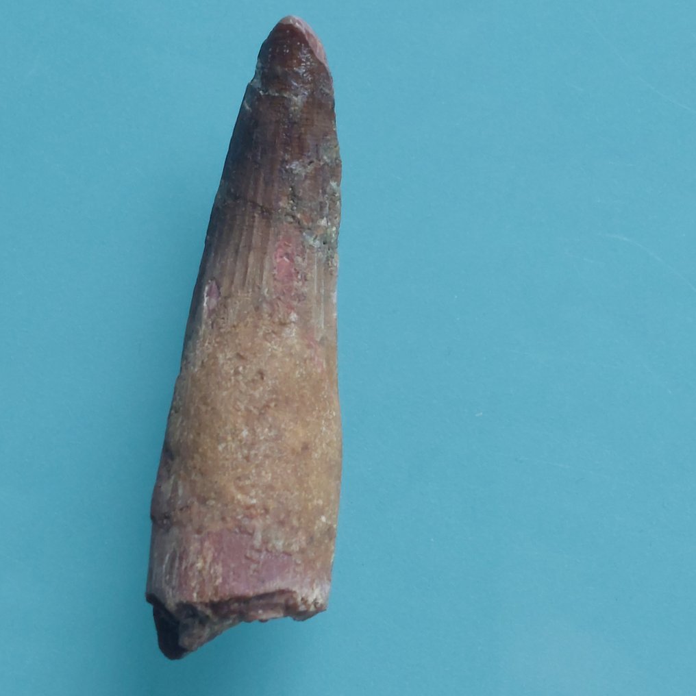 Δεινόσαυρος - Απολιθωμένο δόντι - Spinosaurus aegyptiacus - 72 mm - 20 mm  (χωρίς τιμή ασφαλείας) #3.2