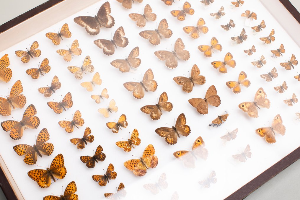 欧洲的蝴蝶 - 稀有古董昆虫学收藏 动物标本剥制全身支架 - Satyrinae, Nymphalidae, Hesperiidae - 8 cm - 50 cm - 40 cm - 非《濒危物种公约》物种 #1.0