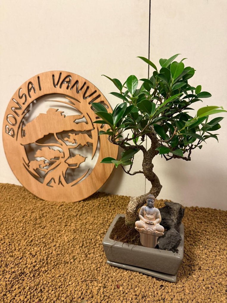 Συκιά μπονσάι (Ficus) - Ύψος (Δέντρο): 33 cm - Βάθος (Δέντρο): 15 cm - Βέλγιο #4.3