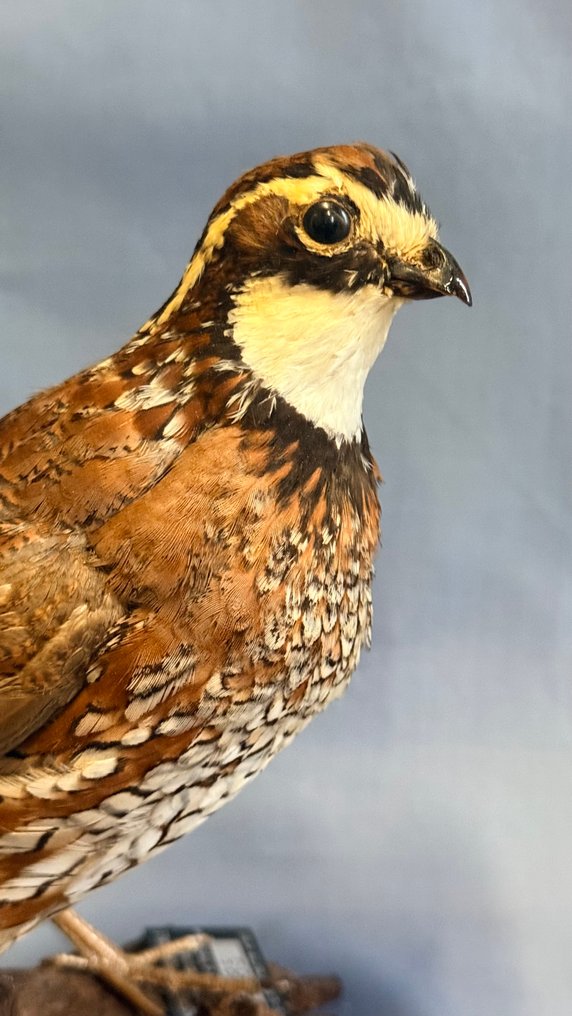 Colino della Virginia Eksponat taksydermiczny (całe ciało) - Colinus virginianus (with proof of legal origin) - 15 cm - 5 cm - 18 cm - Gatunki inne niż CITES #1.0