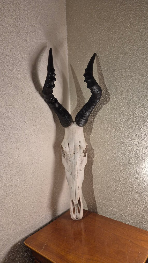 Bubale caama Ścienny eksponat taksydermiczny - Alcelaphus bubalus caama - grand et superbe trophée - ENVOI GRATUIT dans l'UE  !!! - 80 cm - 28 cm - 25 cm - Gatunki inne niż CITES #1.0
