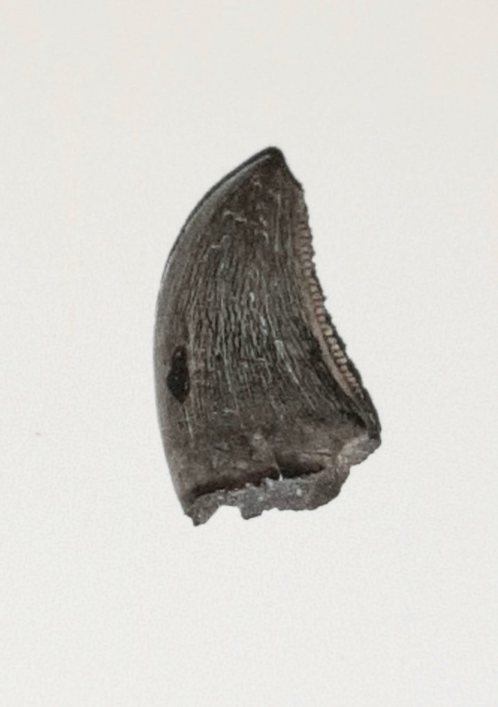 Δεινόσαυρος - Απολιθωμένο δόντι - Saurornitholestes langstoni #1.0