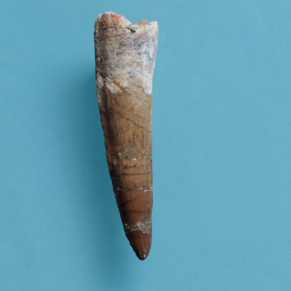 Dinosaur - Fossil tann - Spinosaurus aegyptiacus - 70 mm - 18 mm  (Ingen reservasjonspris) #3.2