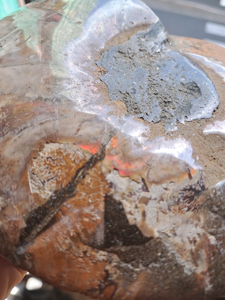 Ammonite - Απολιθωμένο ζώο - Aioloceras (Cleoniceras) sp. - 15.5 cm - 12.5 cm  (χωρίς τιμή ασφαλείας) #4.3