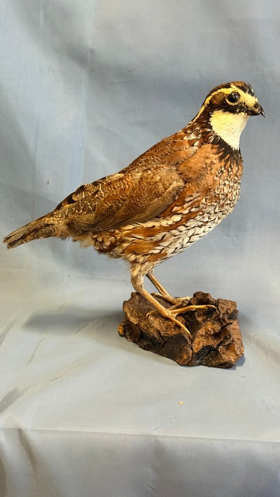 Colino della Virginia Eksponat taksydermiczny (całe ciało) - Colinus virginianus (with proof of legal origin) - 15 cm - 5 cm - 18 cm - Gatunki inne niż CITES #1.0