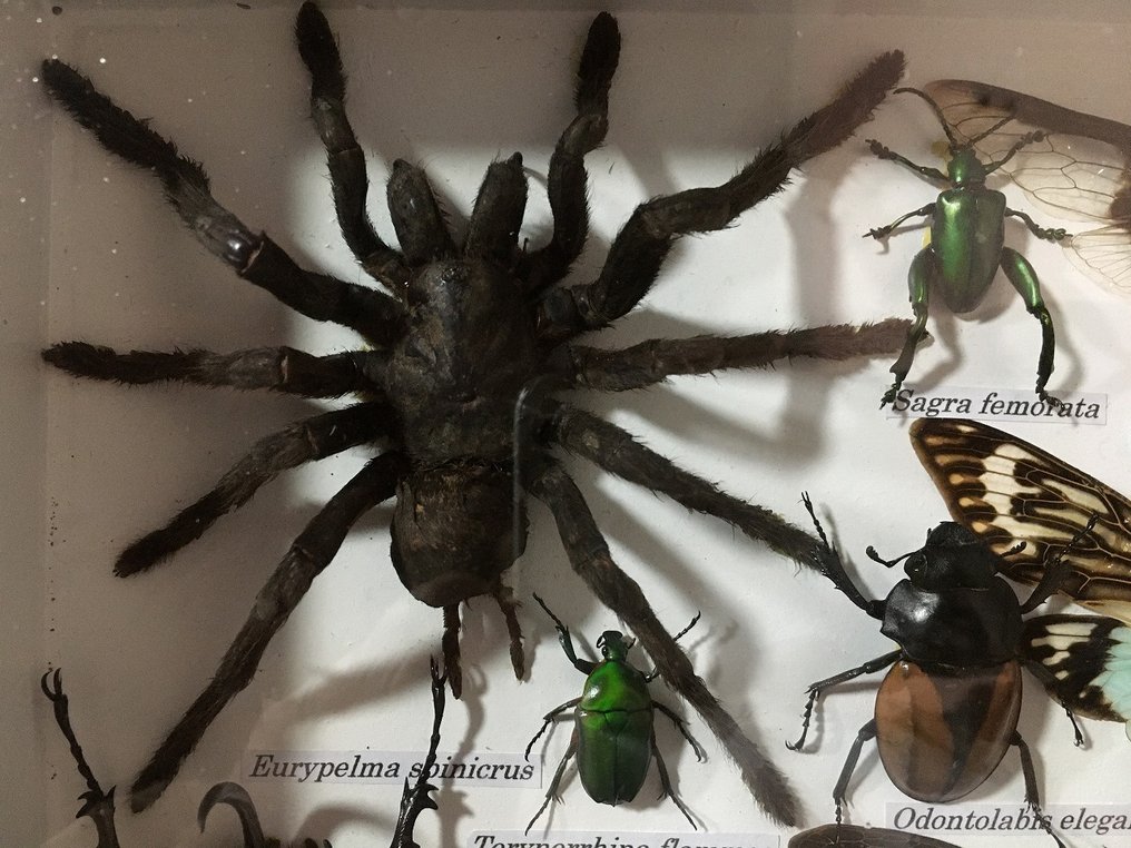 蜘蛛、蝎子、蝉、甲虫和锹甲（等等） 动物标本剥制全身支架 - Eurypeima spinicrus (etc) - 20 cm - 35 cm - 4 cm - 非《濒危物种公约》物种 - 1 #4.3