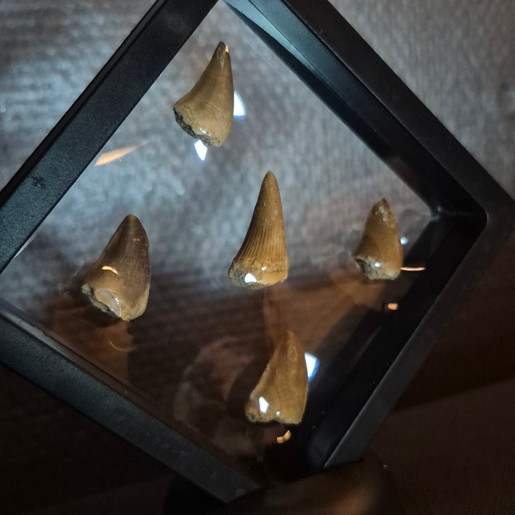 Dinosaur Tooth - Mosasaurus - 12 cm - 12 cm - 5 cm -  (5) #2.1