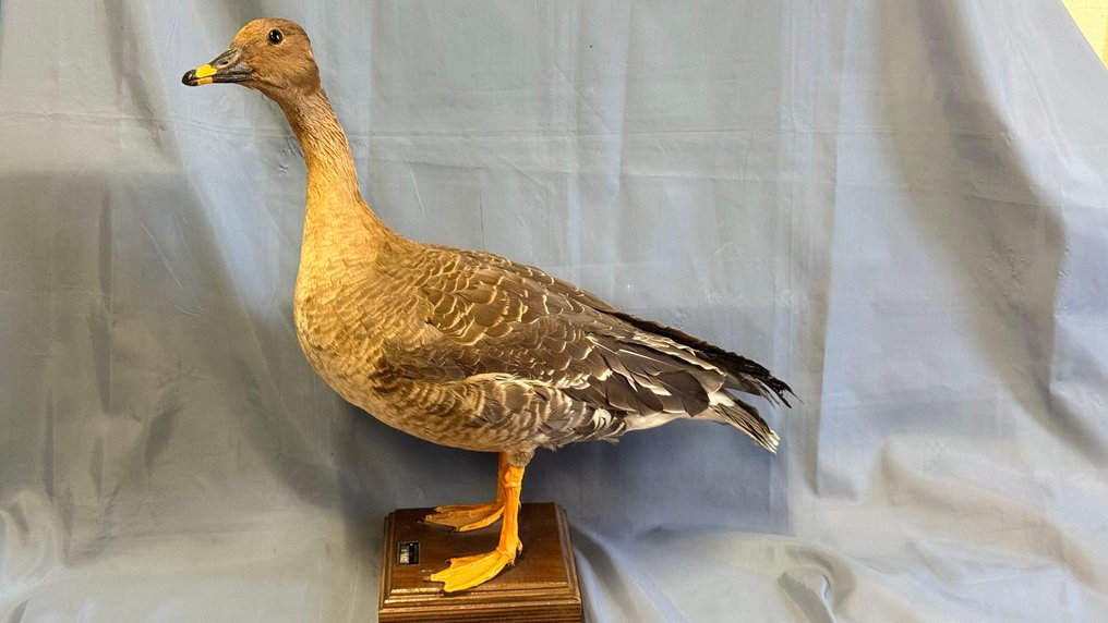 Oca Granaiola della tundra Allestimento tassidermico a corpo intero - Anser serrirostris (with proof of legal origin) - 40 cm - 25 cm - 75 cm - Specie non CITES #1.0