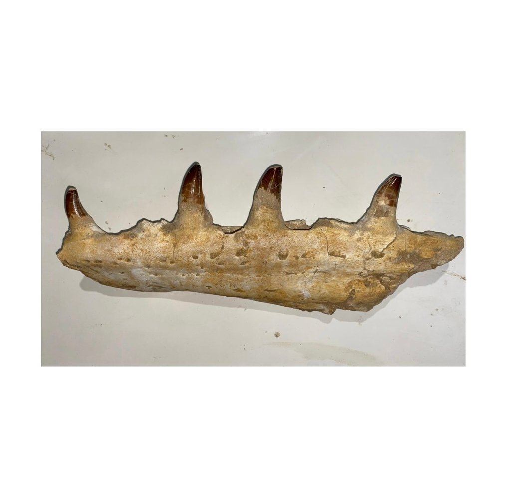 Mosasaur - Απολιθωμένο σαγόνι - 13 cm - 32 cm  (χωρίς τιμή ασφαλείας) #1.0