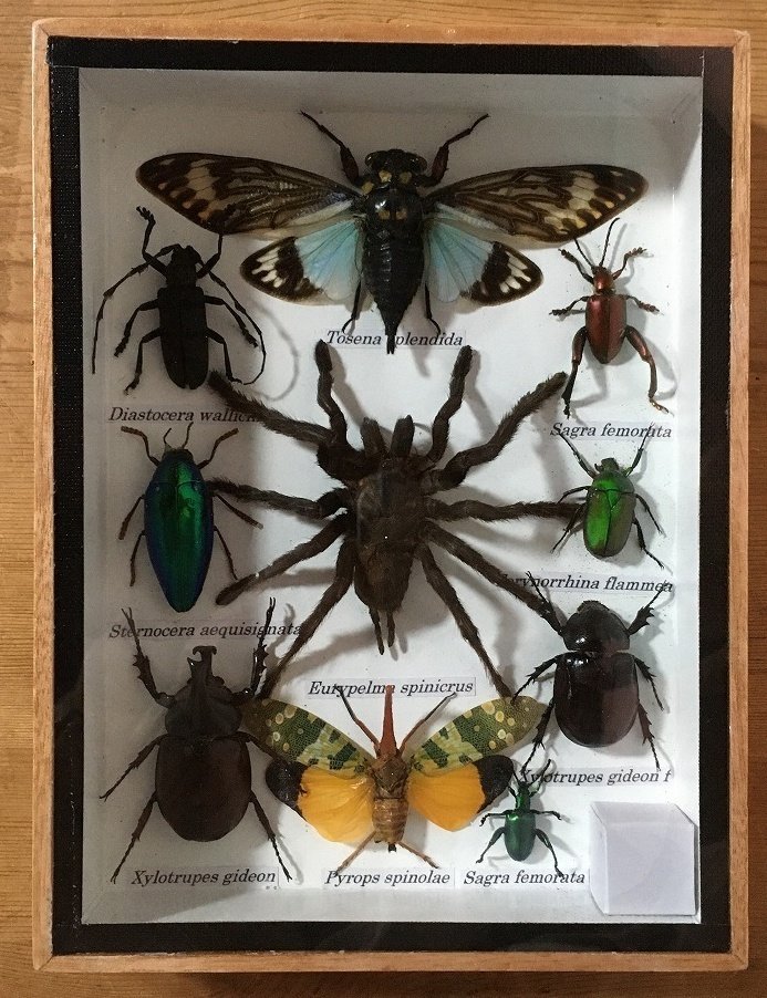 蜘蛛、蝉、蛾、甲虫和长角甲虫等。 动物标本剥制全身支架 - Eurypeima spinicrus (etc) - 20 cm - 15 cm - 4 cm - 非《濒危物种公约》物种 - 1 #1.0