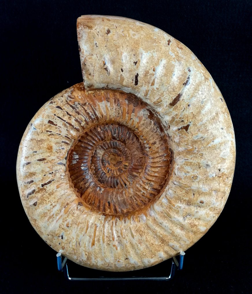 Ammonite - Απολιθωμένο ζώο - Kranaosphinctes roedereri (Collignon) - 21.5 cm - 18.5 cm #4.3