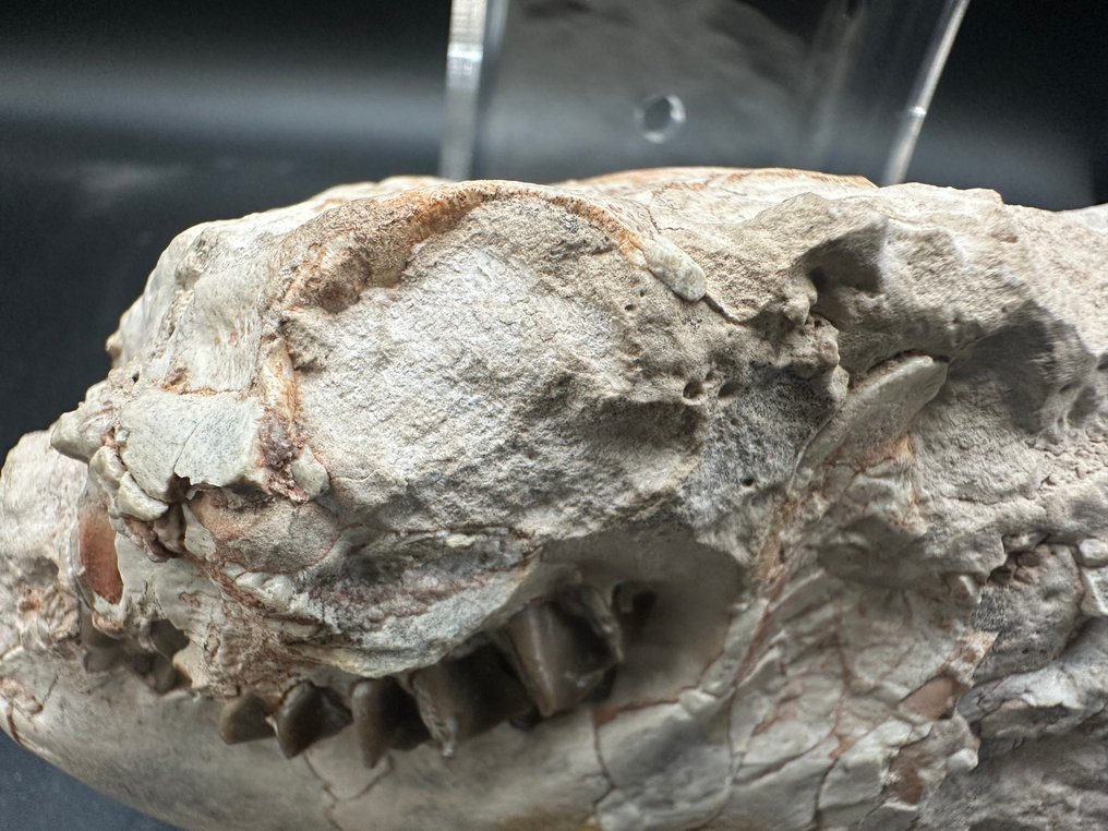 Crânio fóssil - Merycoidodontidae skull - 12 cm - 7 cm #2.1