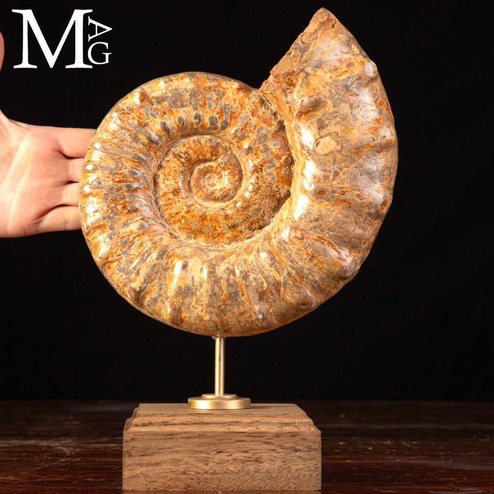 Euaspidoceras sp. 菊石 Euaspidoceras 属，具有独特的缝合线图案——化石碎片 - 高度: 300 mm - 宽度: 200 mm- 3266 g #1.0