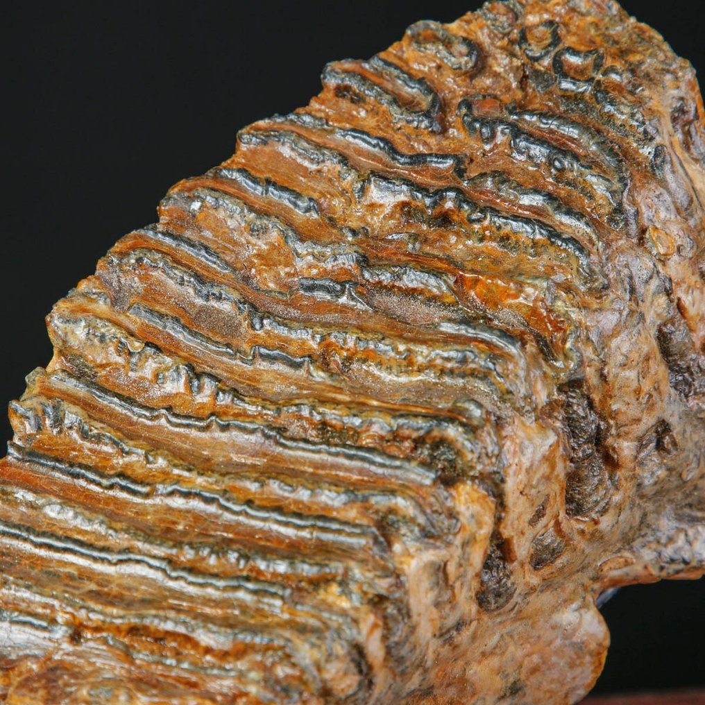 猛犸象（Mammuthus primigenius）臼齿——北海——猛犸象（Mammuthus primigenius）——更新世，2.58 - 高度: 255 mm - 宽度: 230 mm- 2350 g #2.1