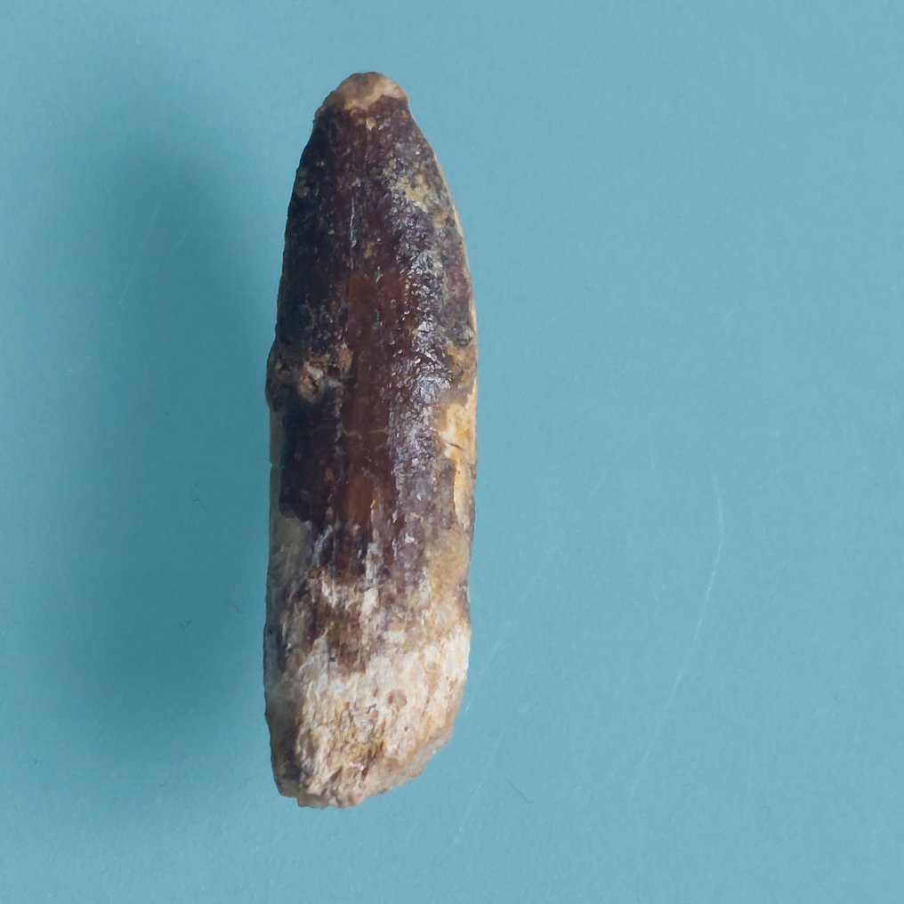 Ritka fog a Rebbachisaurus-tól, 28 mm - Fosszilis fog - 45 mm - 10 mm  (Nincs minimálár) #1.0