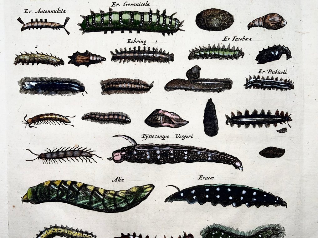 Matthäus Merian (1593-1650) - hand coloured engraving: Caterpillars, Lavae, Cocoons - 1657 #1.0