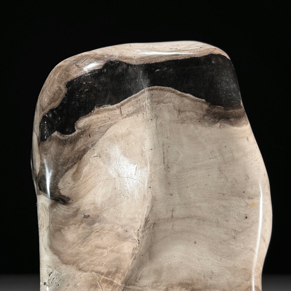 C - 精彩的木化石自由形态与球体搭配 - 化石木材  (沒有保留價) #2.1